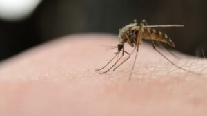 chikungunya malaria