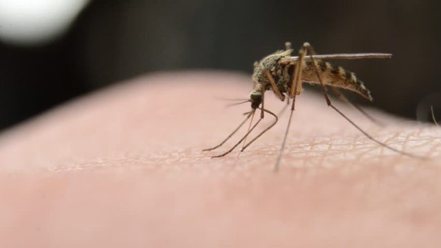 chikungunya malaria